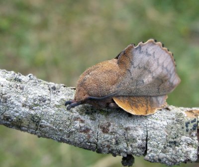 Rostfrgad bladspinnare - Gastropacha quercifolia.jpeg
