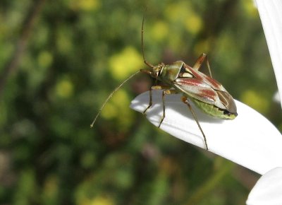 Calocoris roseomaculatus.jpeg