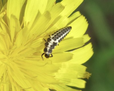 Coccinula quatuordecimkpunctata -Fjortonfläckig torrbackspiga - .jpg
