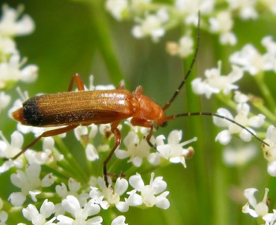 Rhagonycha fulva   Prstbaggar