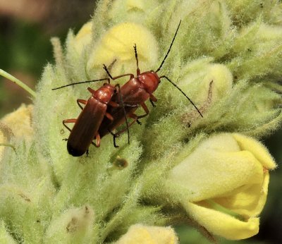 Rhagonycha fulva -  Prstbaggar.jpeg