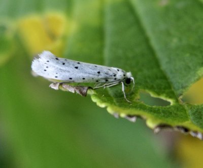 Apelspinnmal - Yponomeuta malinellus.jpg