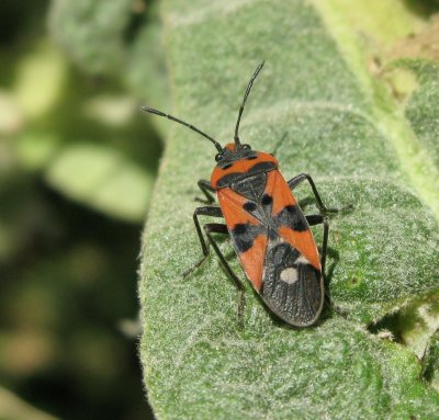 Lygaeus equestris - Riddarskinnbagge.jpg