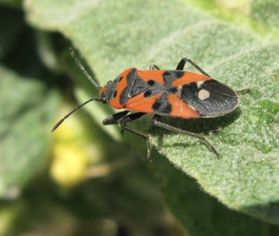 Lygaeus equestris - Riddarskinnbagge.jpg