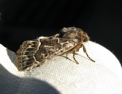 Borstfly - Thalpophila matura - .jpg