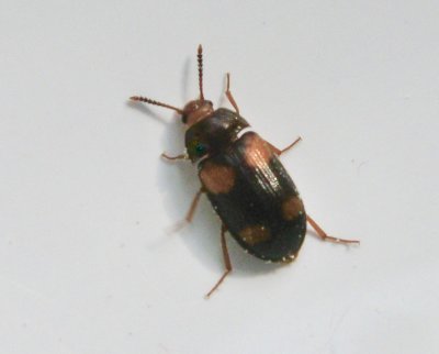 Mycetophagus quadripustulatus - Stor vedsvampbagge.jpeg