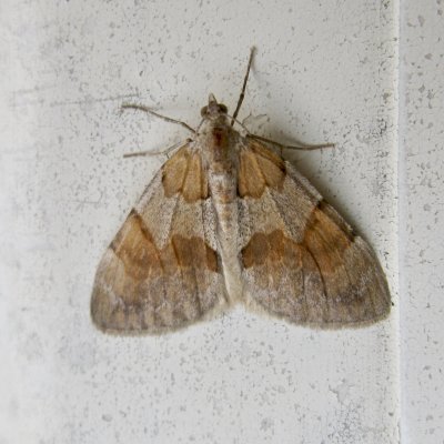 Brunbandad fltmtare - Pennithera firmata.jpeg