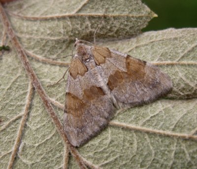 Brunbandad fltmtare - Pennithera firmata.jpeg