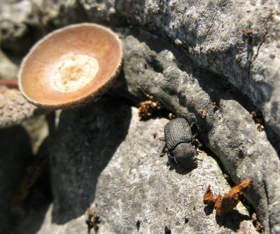 Bolitophagus reticulatus - Vanlig svampsvartbagge.jp