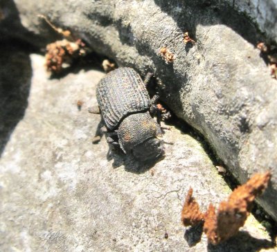 Bolitophagus reticulatus - Vanlig svampsvartbagge.jp