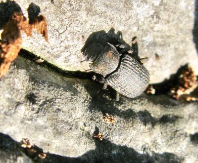 Bolitophagus reticulatus - Vanlig svampsvartbagge.jp