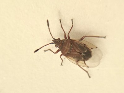 Kleidocerys resedae.JPG