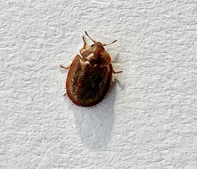 Thymalus limbatus.jpeg