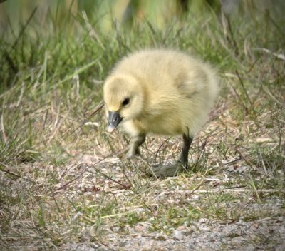 Greylag - Gosling.jpeg