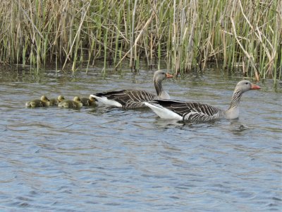Greylag - Grgs.jpeg
