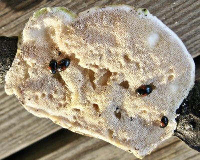 Tritoma bipostulata.jpeg