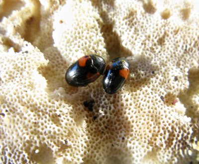 Tritoma bipostulata.jpeg