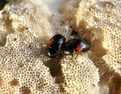 Tritoma bipostulata.jpeg