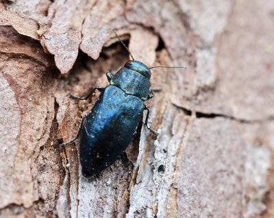 Phaenops cyanea - Blå praktbagge.jpeg