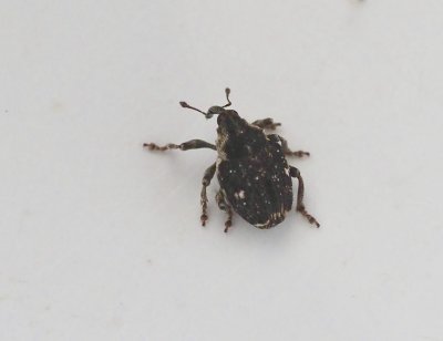 Nedyus quadrimaculatus - Brokig nässelvivel.jpeg