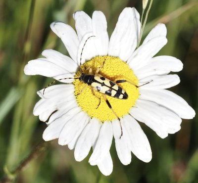 Flckig blombock - Rutpela maculata  .jpg