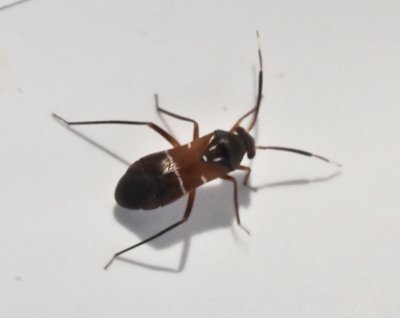 Pilophorus cinnamopterus.jpeg