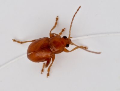Neocrepidodera ferruginea - Brun sdesjordloppa.jpeg