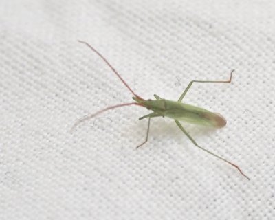 Trigonotylus caelestialium9.jpeg