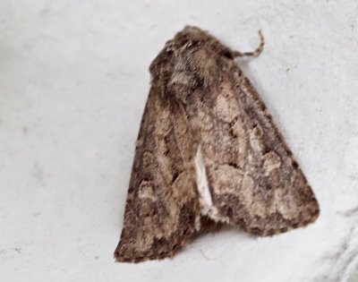 Buskngsfly - Apamea remissa.jpeg