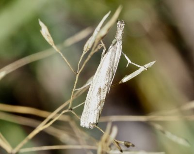 Grsskottsmott - Agriphila inquinatellajpeg