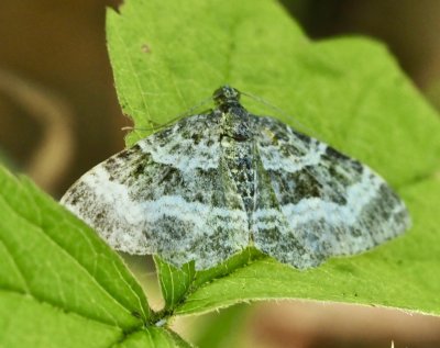 Gr mrfltmtare - Epirrhoe alternata.jpeg