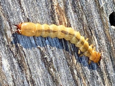 Stor kardinalbagge caterpillar.jpeg