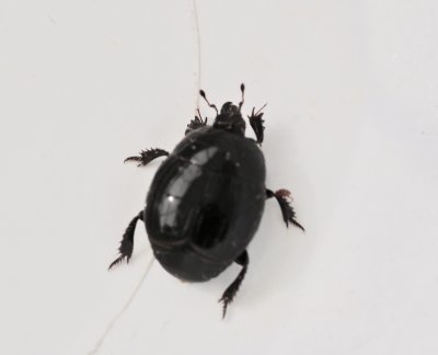Storstumpbagge - Hister unicolor.jpeg