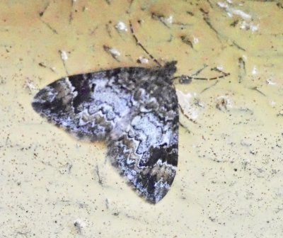 Trubbvinklad fltmtare - Dysstroma truncata.jpeg