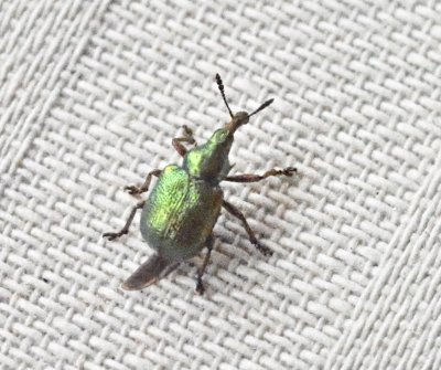 Byctiscus populi - Asprullvivel.jpg