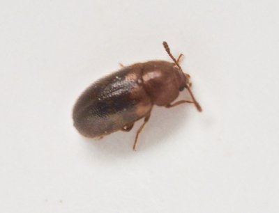Triphyllus bicolor (Vedsvampbagge).jpeg