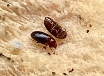 Triphyllus bicolor (Vedsvampbagge).jpeg