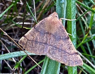 Spinnarmtare - Colotois pennariajpeg