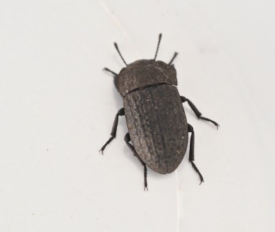Opatrum sabulatum