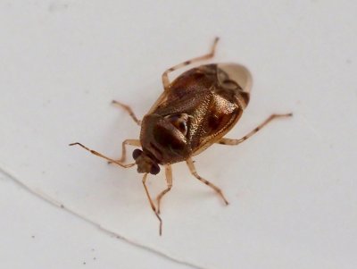 Deraeocoris lutescens.jpeg
