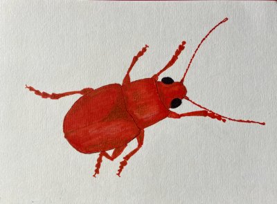 Brun sdesjordloppa - Neocrepidodera ferruginea.jpeg
