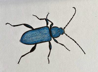 Blhjon - Callidium violaceum.jpeg