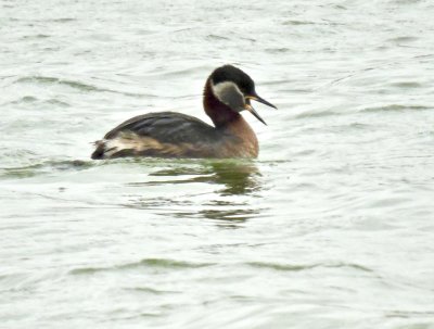 Rednecked grebe - Grhakedopping.jpeg