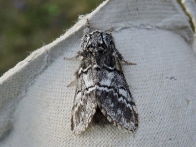 Vinterekspinnare - Drymonia ruficornis .jpeg
