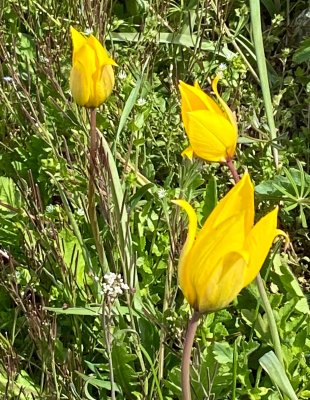 Vildtulpan - Tulipa sylvestris.jpeg