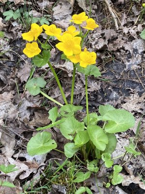 Kabbleka -Caltha palustris .jpeg