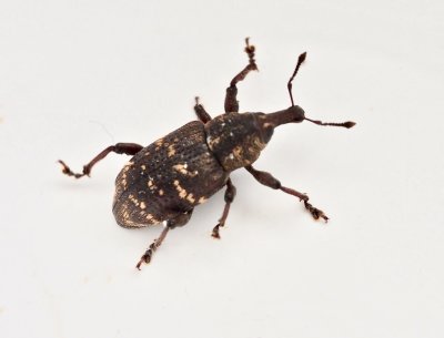 Vanlig snytbagge - Hylobius abietis.jpeg