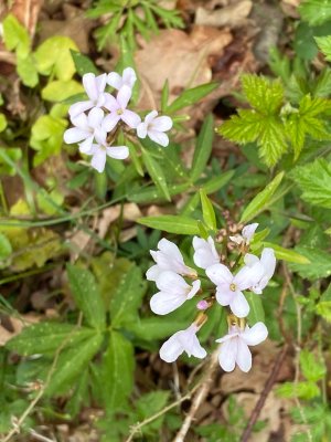 Tandrot - Cardamine bulbifera.jpeg