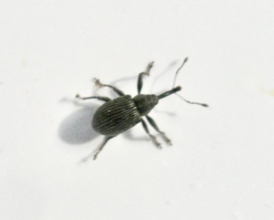 Anthonomus rubi - Hallonblomvivel.jpeg