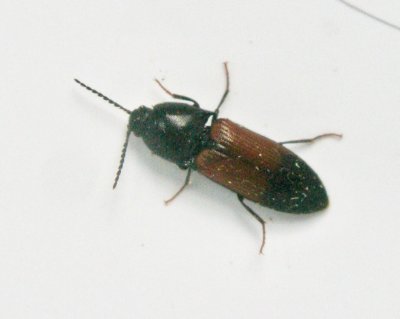 Ampedus balteatus.jpeg